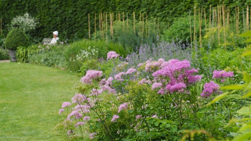 A photo of purple flowers blooming in a summer herbaceous border